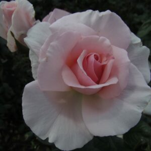 A Whiter Shade of Pale - Image 5