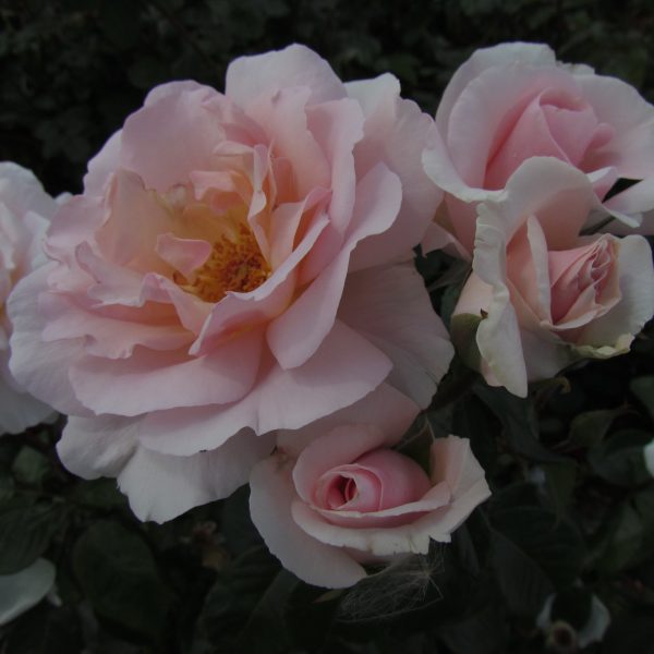 A Whiter Shade of Pale