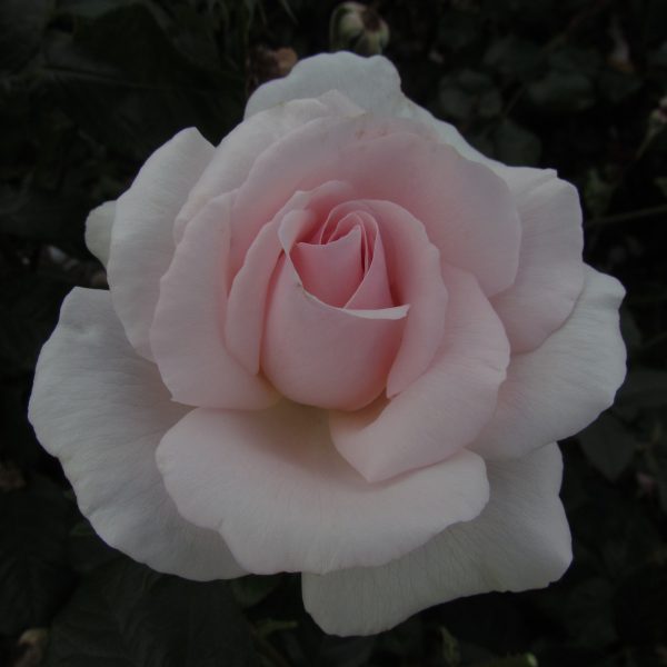 A Whiter Shade of Pale