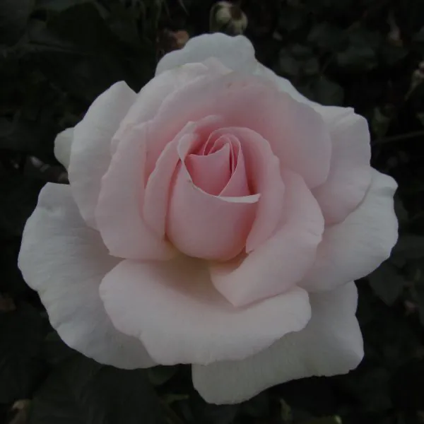 A Whiter Shade of Pale