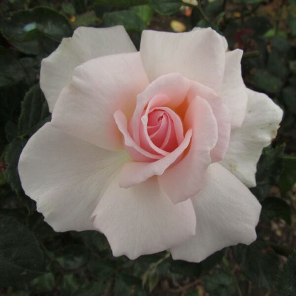 A Whiter Shade of Pale