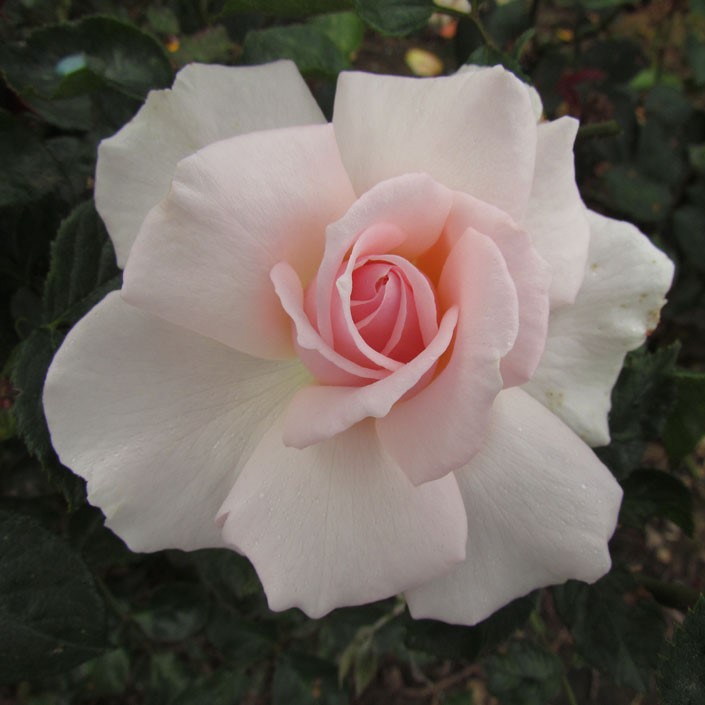 A Whiter Shade of Pale A Whiter Shade of Pale