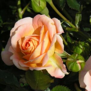 Absent Friends - Image 3