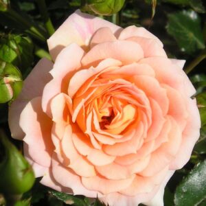 Absent Friends - Image 2