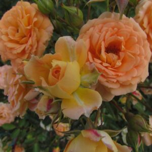 Absent Friends - Image 5