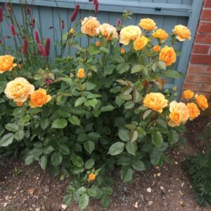 Mid border rose | Medium container rose plants | Style Roses