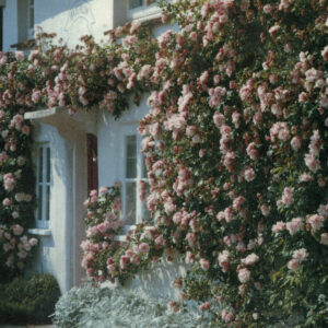 Albertine - Image 5