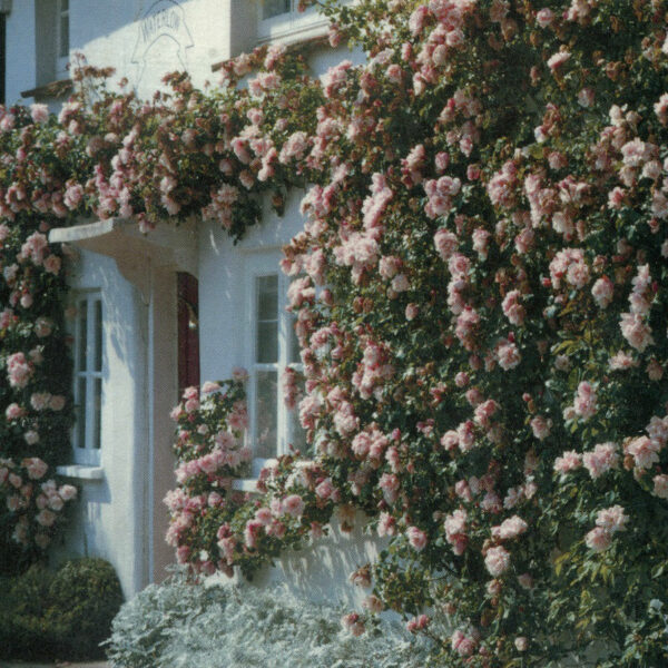 Albertine