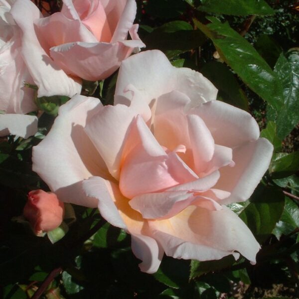Albertine