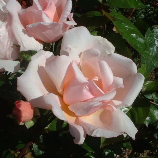 Albertine