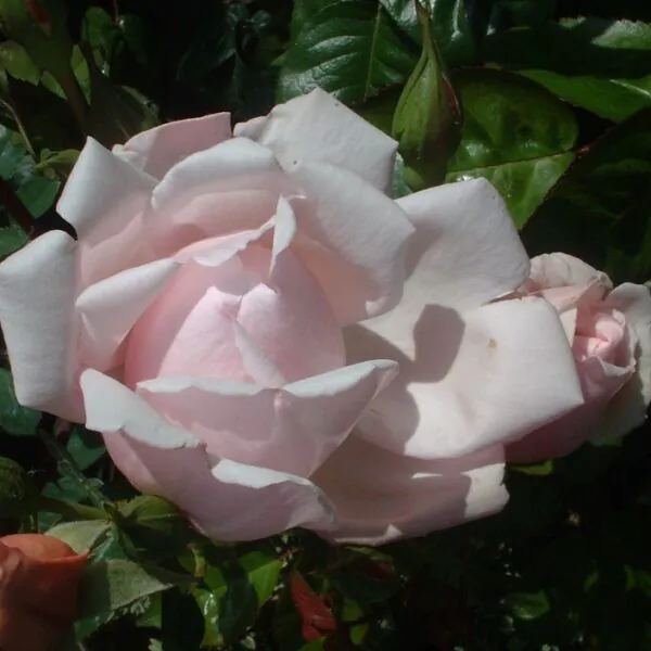 Albertine