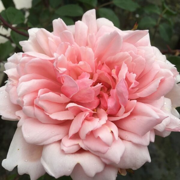 Albertine