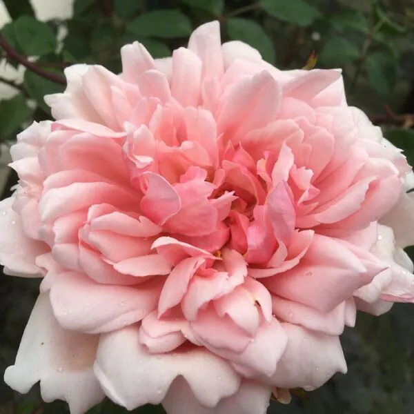 Albertine