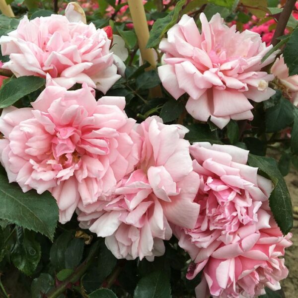 Albertine