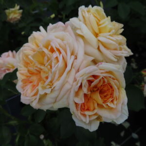 Alchymist - Image 6