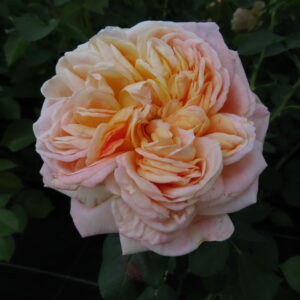 Alchymist - Image 3