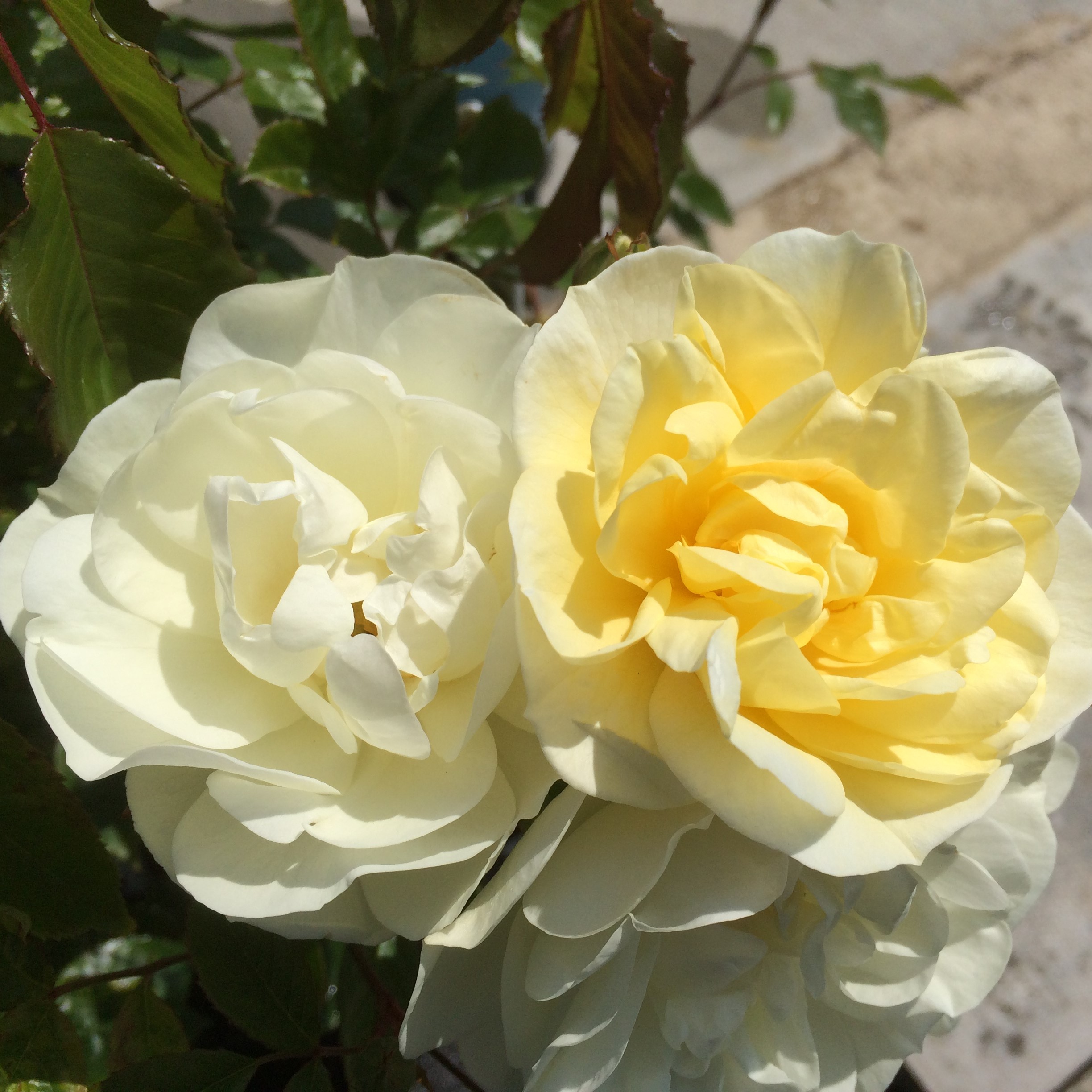 Alister Stella Gray Alister Stella Gray