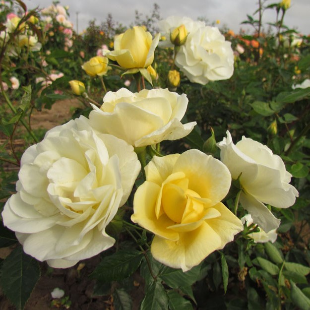 Alister Stella Gray Alister Stella Gray