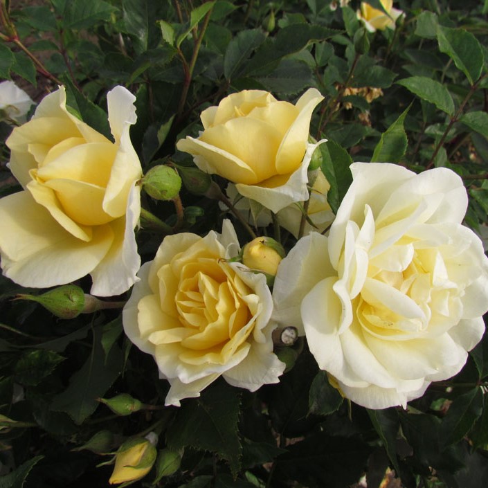 Alister Stella Gray Alister Stella Gray