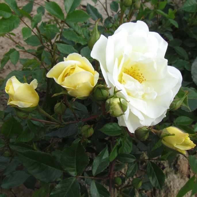 Alister Stella Gray Alister Stella Gray