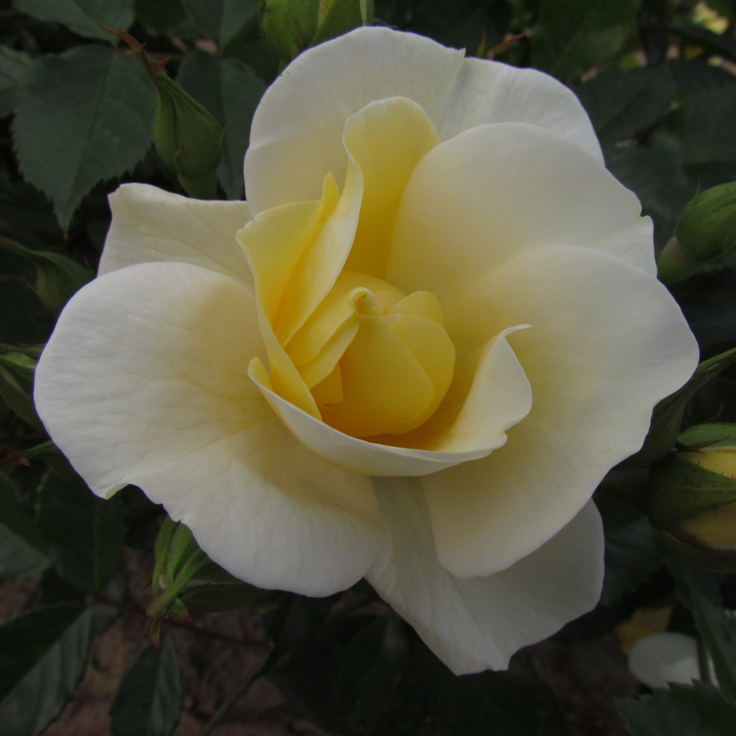 Alister Stella Gray Alister Stella Gray