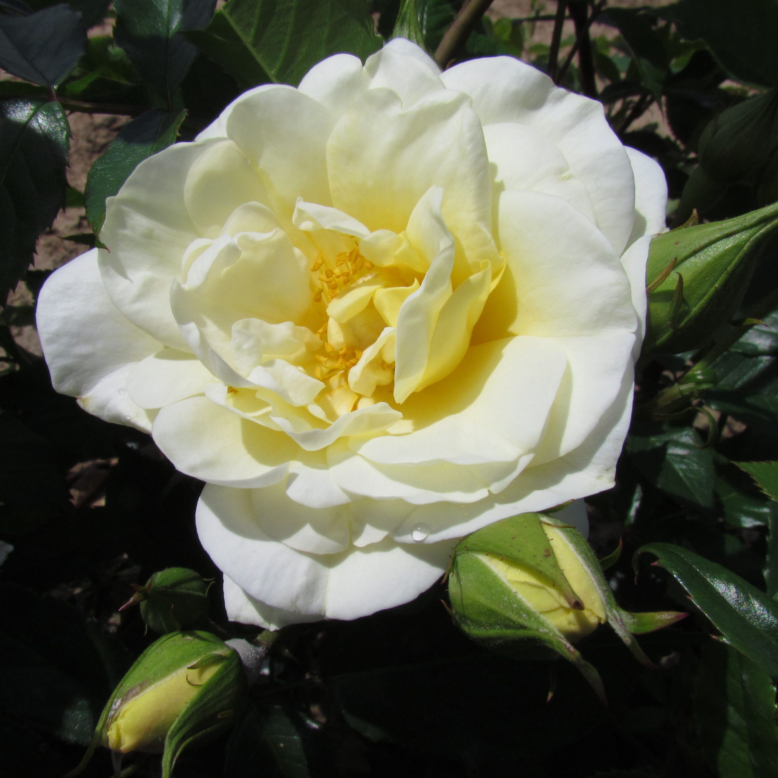 Alister Stella Gray Alister Stella Gray