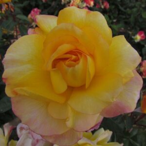 Amanda - Image 5