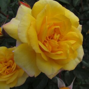 Amanda - Image 6