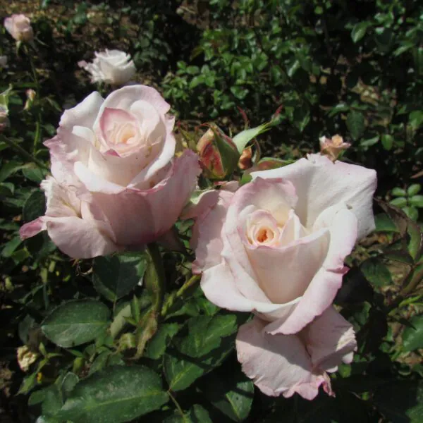 Anniversary Waltz