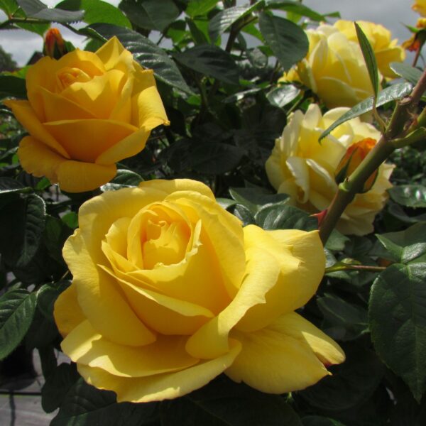 Arthur Bell rose