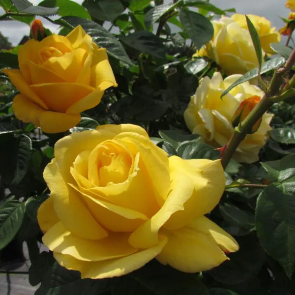 Arthur Bell rose