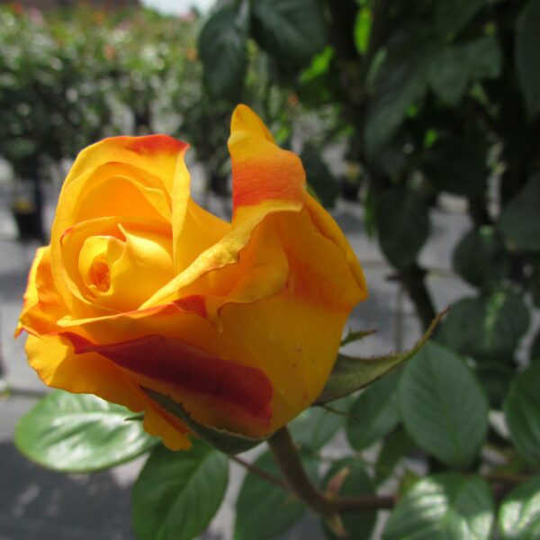 Arthur Bell rose