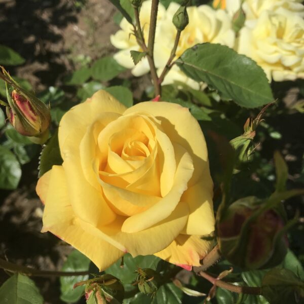 Arthur Bell rose