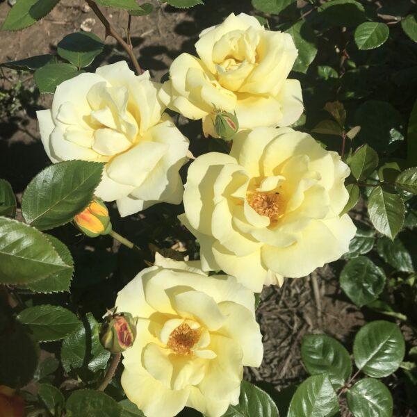 Arthur Bell rose