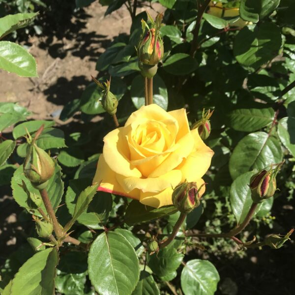 Arthur Bell rose