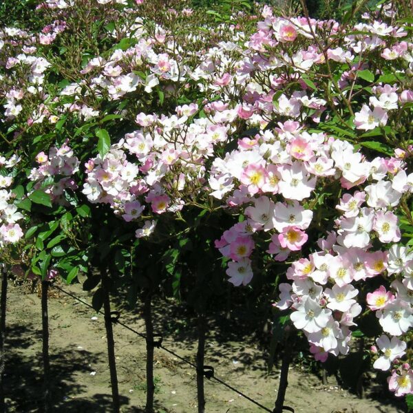 Ballerina Weeping Standard Rose