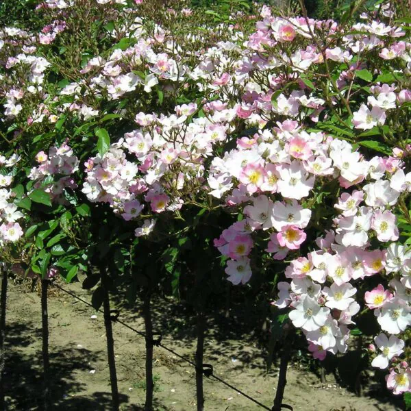 Ballerina Weeping Standard Rose