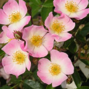Ballerina Weeping Standard Rose - Image 2
