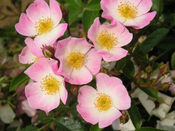 Ballerina Weeping Standard Rose