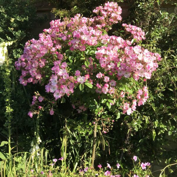 Ballerina Weeping Standard Rose