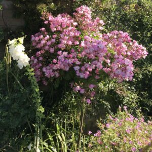 Ballerina Weeping Standard Rose - Image 4
