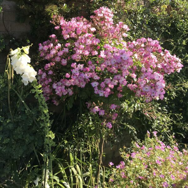 Ballerina Weeping Standard Rose