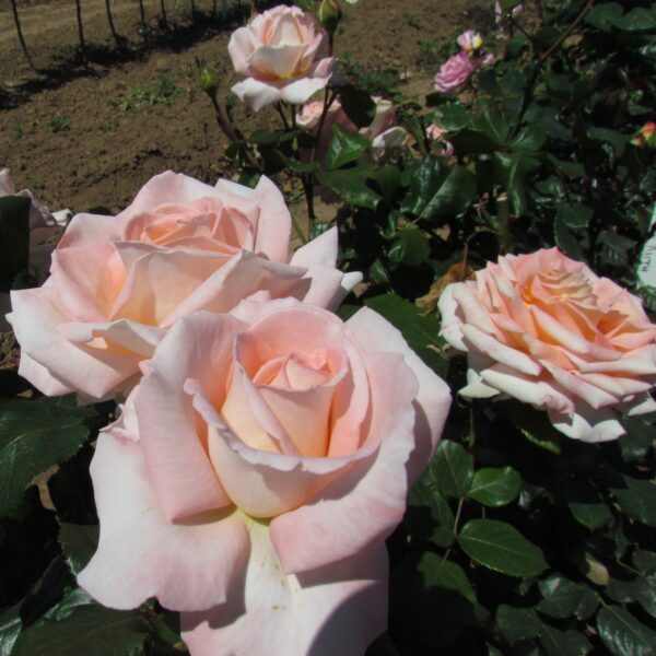 Bloom of Ruth