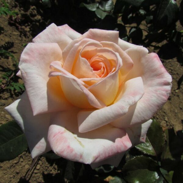 Bloom of Ruth