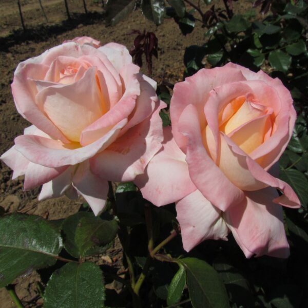 Bloom of Ruth