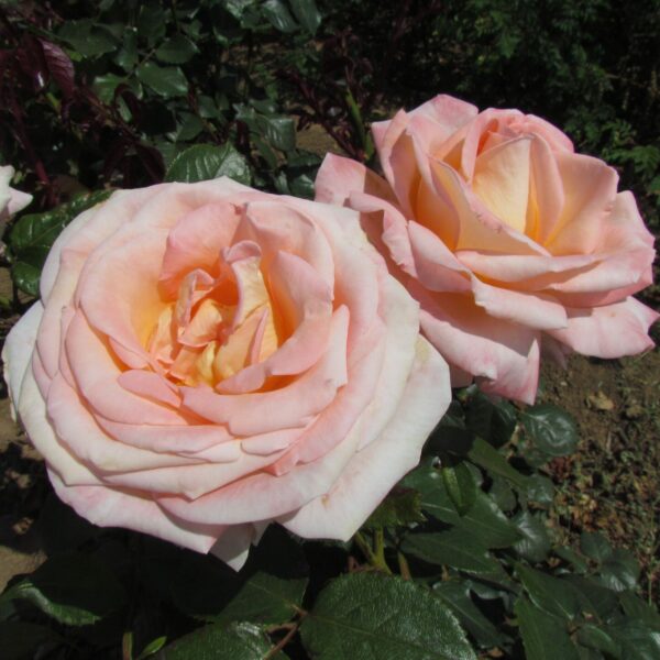 Bloom of Ruth