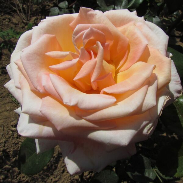 Bloom of Ruth
