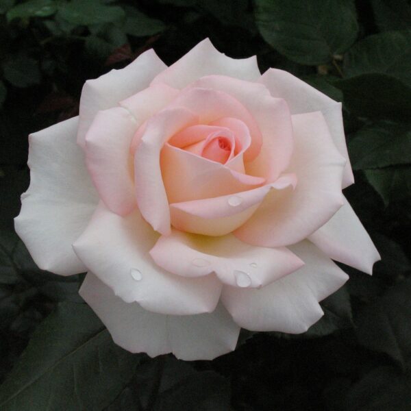 Bloom of Ruth