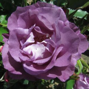 Blue for You Standard Rose - Image 6