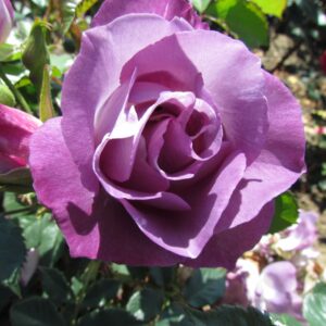 Blue for You Standard Rose - Image 7